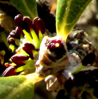 Desert-Olive, FORESTIERA PHILLYREOIDES, stigma amid immature stamens