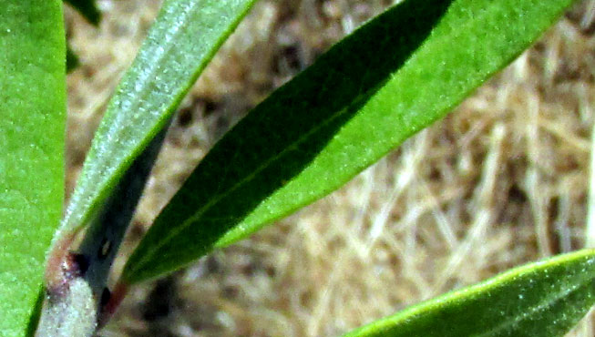 Desert-Olive, FORESTIERA PHILLYREOIDES, hairy leaves and stems