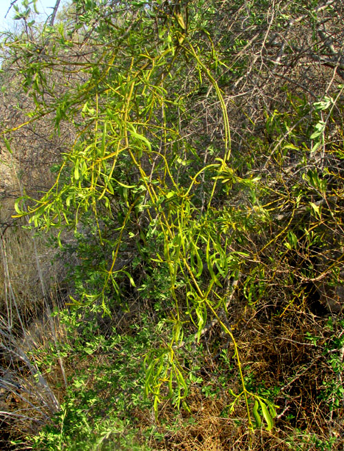 PHORADENDRON BRACHYSTACHYUM, form & habitat