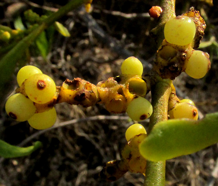 PHORADENDRON BRACHYSTACHYUM, fruits