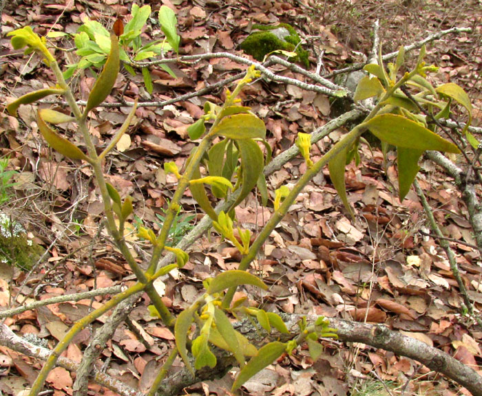 PHORADENDRON VELUTINUM, habitat