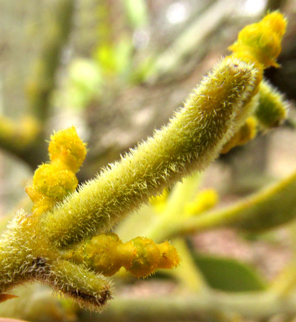 PHORADENDRON VELUTINUM, immature flowers, velvety stem