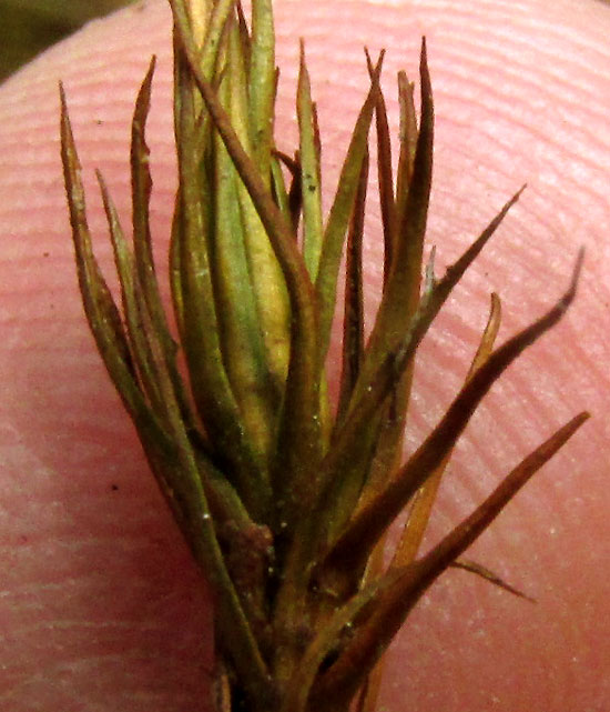 Juniper Haircap, POLYTRICHUM JUNIPERINUM, leafy seta