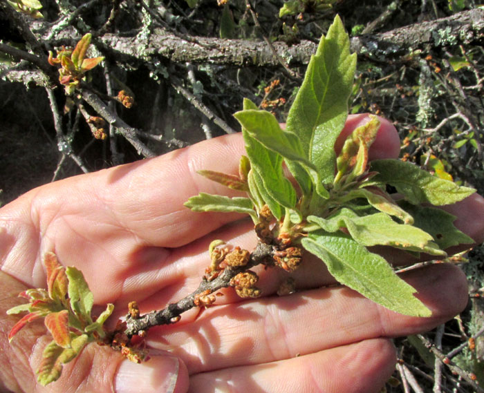 QUERCUS DESERTICOLA, sprouting leaves