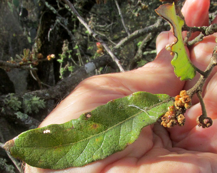 QUERCUS DESERTICOLA, last season's leaf with no teeth