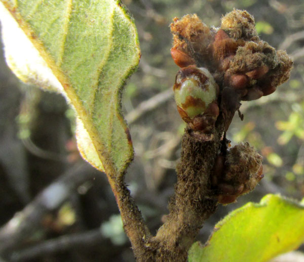 QUERCUS DESERTICOLA, leaf undersurface, with thickened blade margin