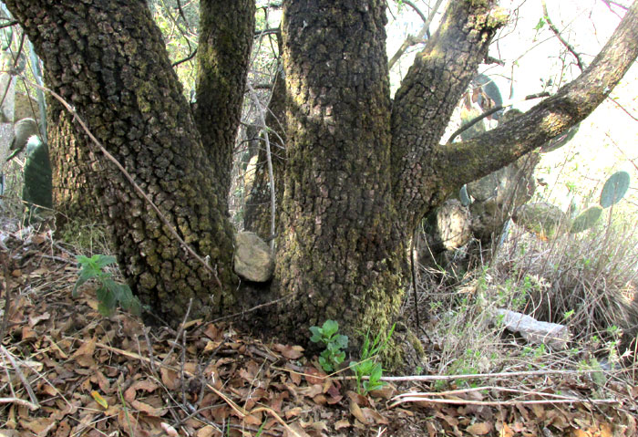 QUERCUS DESERTICOLA, multiple trunks with black, blocky bark