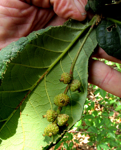 Netleaf Oak, QUERCUS RUGOSA, mountaintop habitat