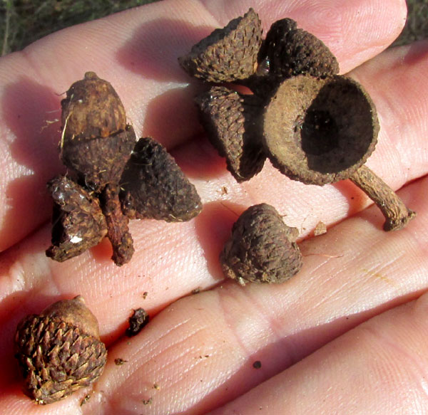 Netleaf Oak, QUERCUS RUGOSA, previous season's acorns