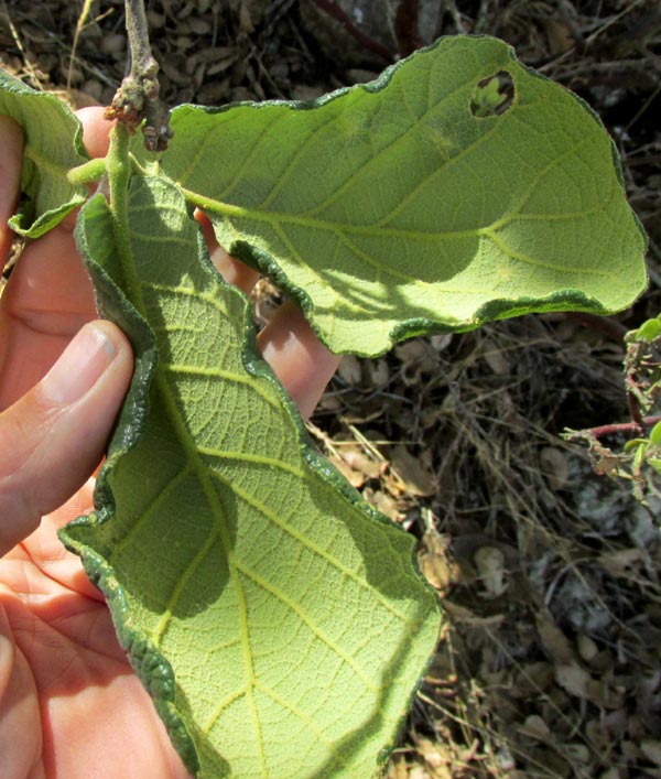 Netleaf Oak, QUERCUS RUGOSA, newly expanded leaves, bottom view