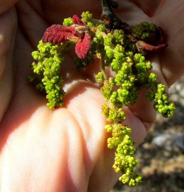 Netleaf Oak, QUERCUS RUGOSA, leaves and male aments emerging from buds