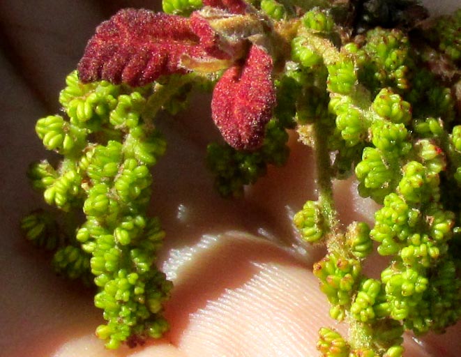 Netleaf Oak, QUERCUS RUGOSA, close-up of male flowers