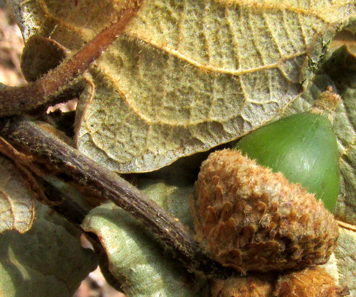 Netleaf Oak, QUERCUS RUGOSA, nearly mature acorn and rusty hairs