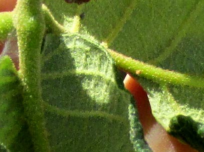 Netleaf Oak, QUERCUS RUGOSA, hairs & glands on leaf underside