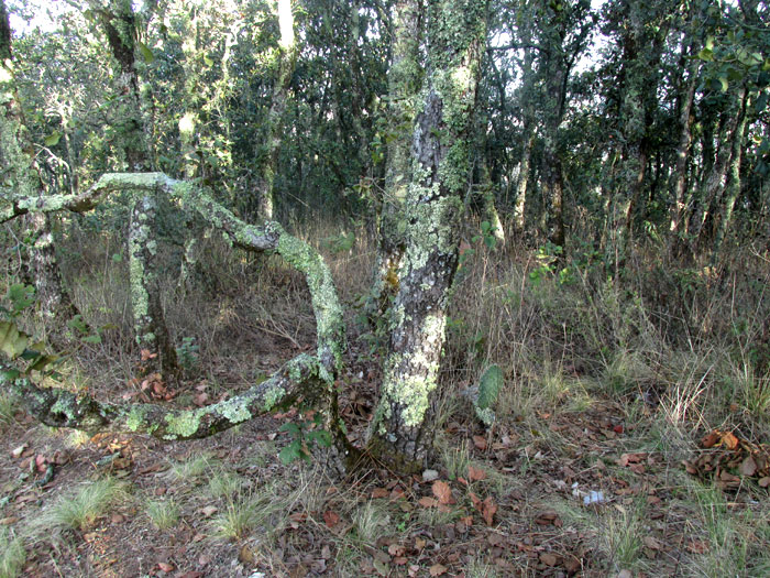 Netleaf Oak, QUERCUS RUGOSA, mountaintop habitat