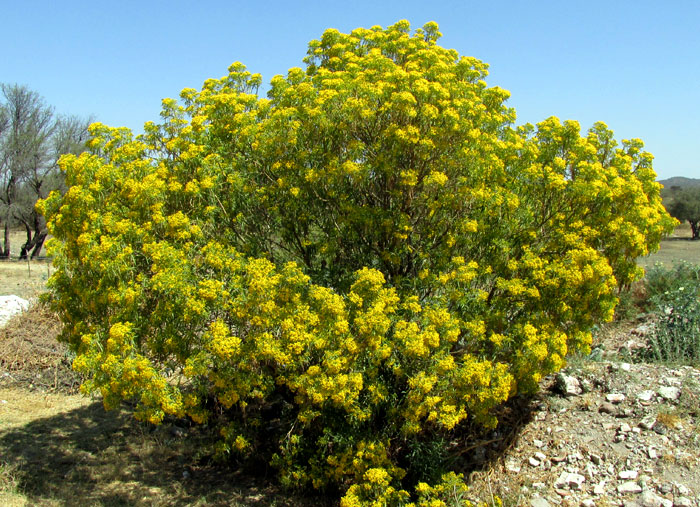 Willow Ragwort, BARKLEYANTHUS SALICIFOLIUS, in habitat