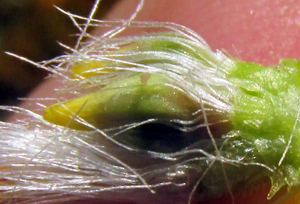 Willow Ragwort, BARKLEYANTHUS SALICIFOLIUS, pappi atop ovaries