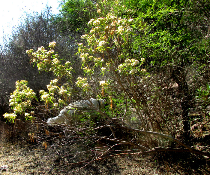 Willow Ragwort, BARKLEYANTHUS SALICIFOLIUS, fruiting tree