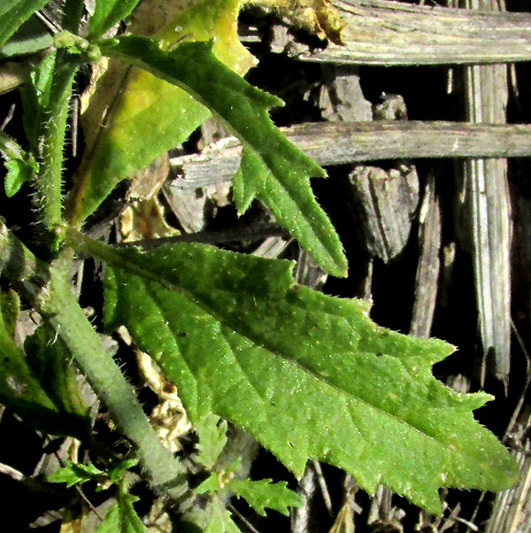 Turnipweed, RAPISTRUM RUGOSUM, leaves and stem