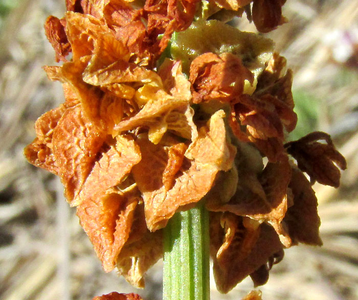 Mexican Dock, RUMEX MEXICANUS, mature fruits in inflorescence