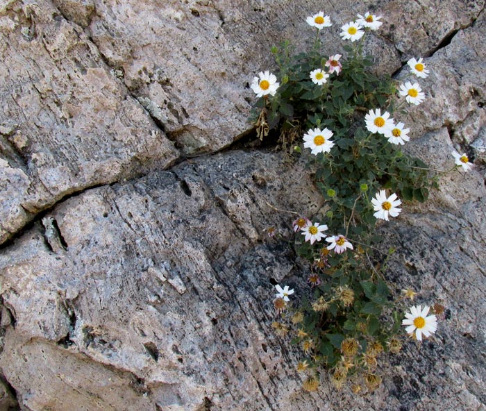 EUTETRAS PRINGLEI 