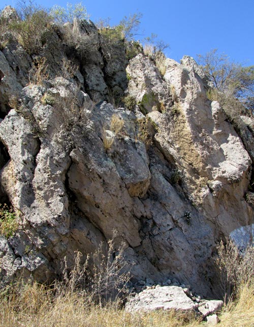 EUTETRAS PRINGLEI, on rock face habitat