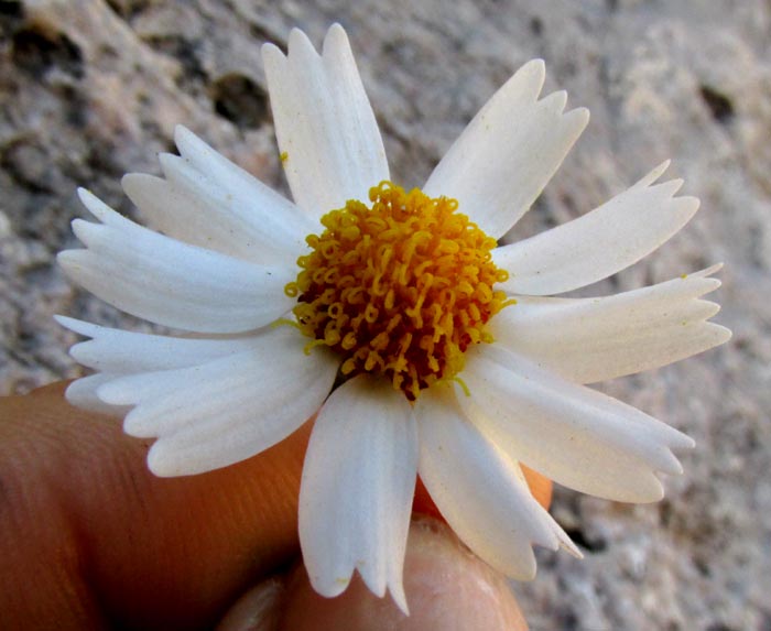 EUTETRAS PRINGLEI, capitulum
