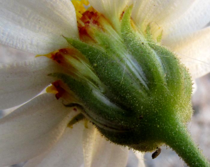 EUTETRAS PRINGLEI, involucre