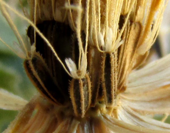 EUTETRAS PRINGLEI, pappus of scales and bristles atop cypselae