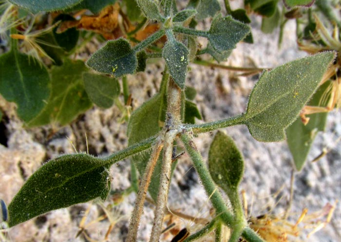 EUTETRAS PRINGLEI, leaves with long petioles