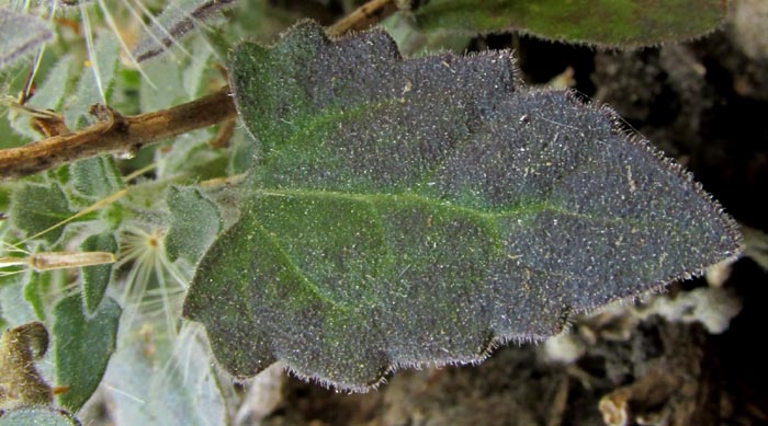 EUTETRAS PRINGLEI, leaf with dentate margin