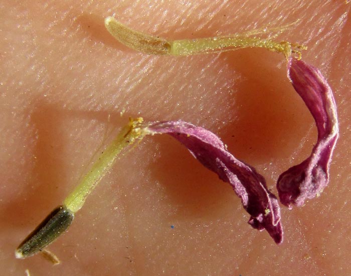 EUTETRAS PRINGLEI, ray flower with viable cypsela