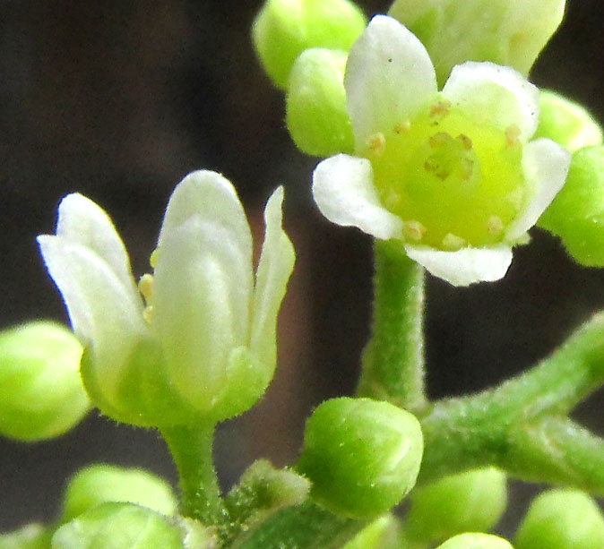 Brazilian Pepper Tree, SCHINUS TEREBINTHIFOLIUS, female flowers