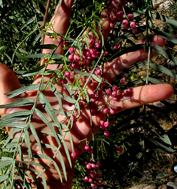 Brazilian Pepper Tree, SCHINUS MOLLE, fruits & leaves