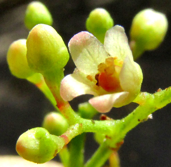 Brazilian Pepper Tree, SCHINUS MOLLE, female flower