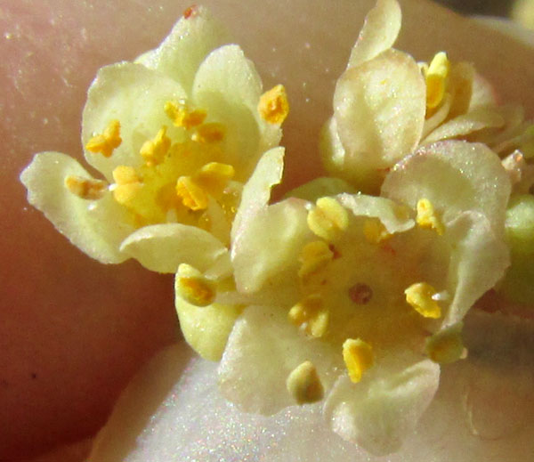 Brazilian Pepper Tree, SCHINUS MOLLE, male flower