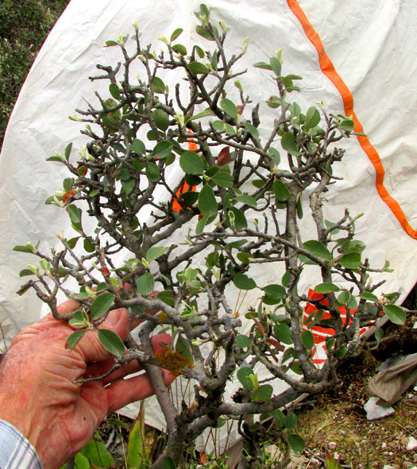 MALACOMELES DENTICULATA, tree at high elevation in dry habitat