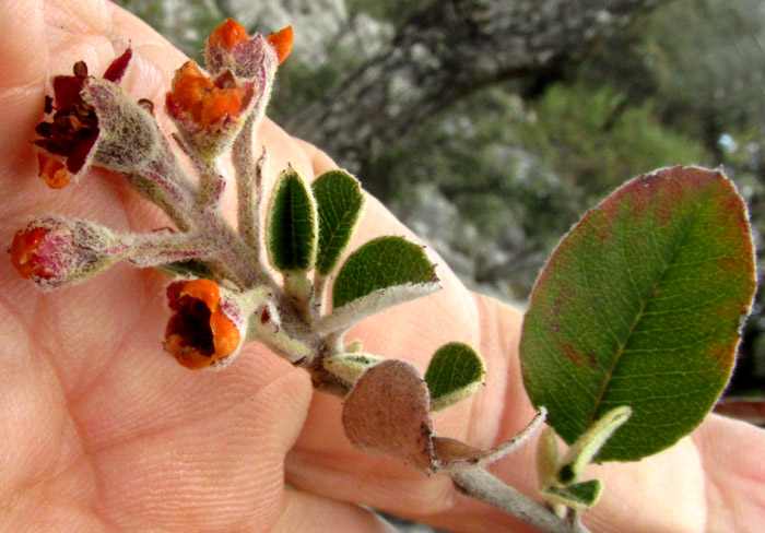 MALACOMELES DENTICULATA, flowers after petals have fallen, and leaves