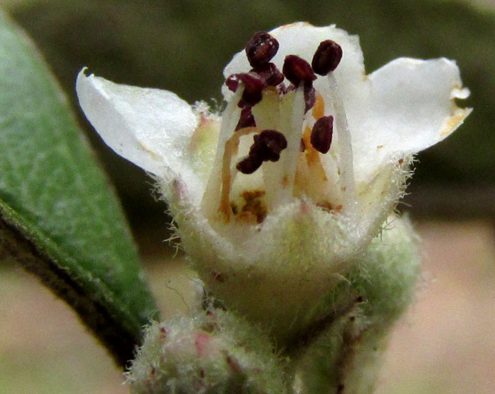 MALACOMELES DENTICULATA, flower