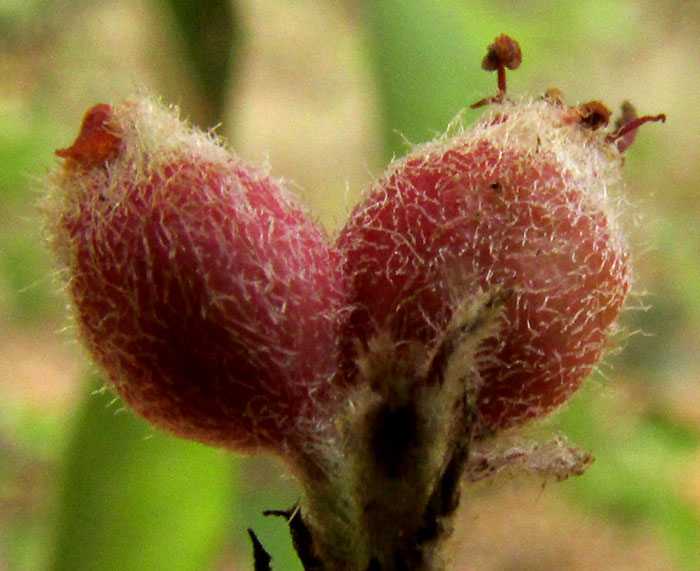 MALACOMELES DENTICULATA, immature fruit