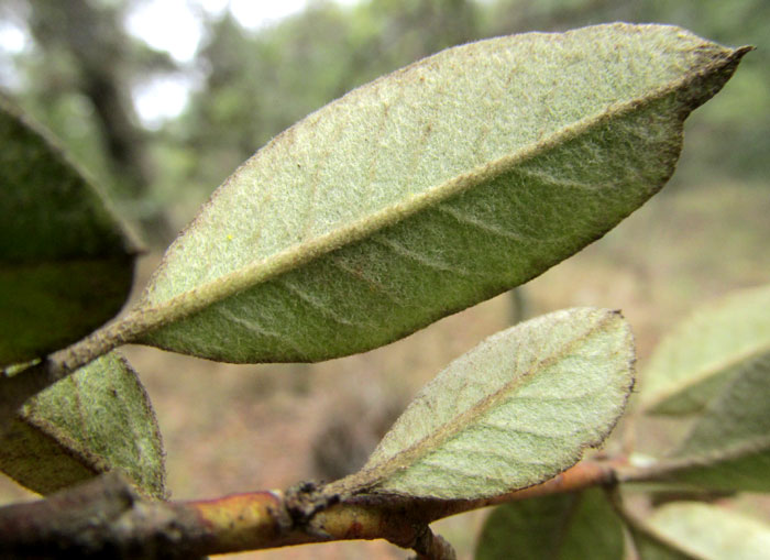 MALACOMELES DENTICULATA, leaf undersurface