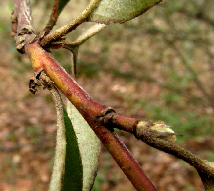 MALACOMELES DENTICULATA, young stems and petioles