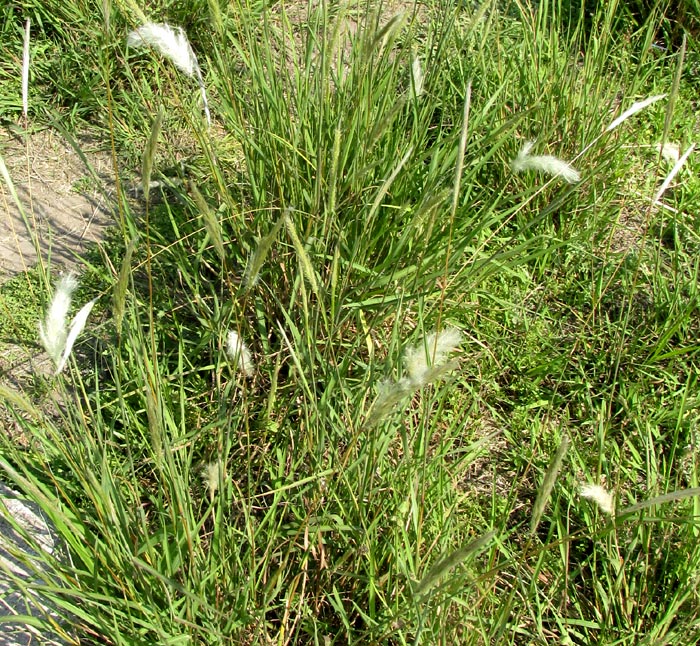 Silver Beardgrass, BOTHRIOCHLOA LAGUROIDES, expanded inflorescences