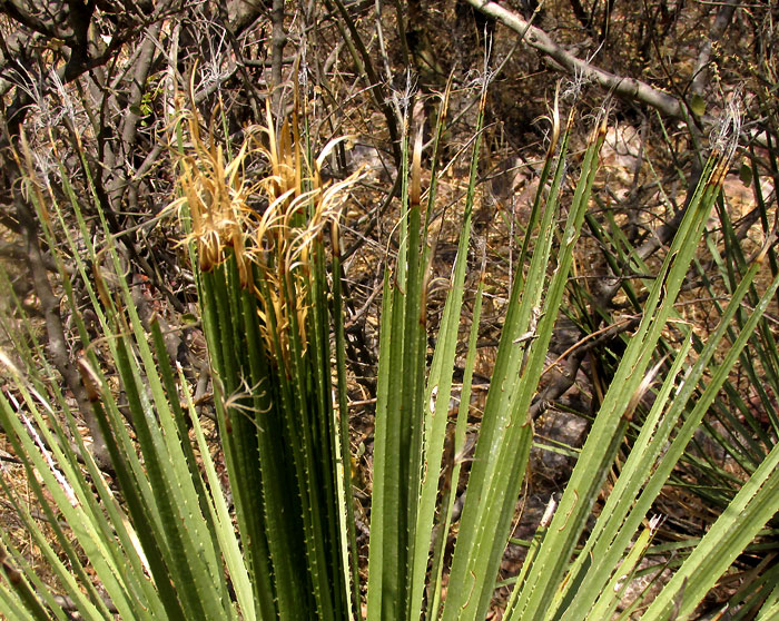 Great Desert Spoon, DASYLIRION ACROTRICHUM, fibrous leaf tips