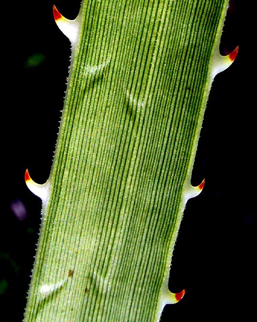 Great Desert Spoon, DASYLIRION ACROTRICHUM, upwardly curving spines