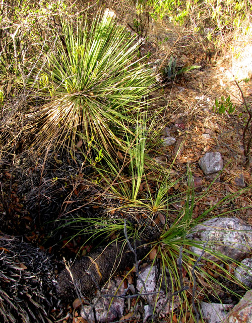 Great Desert Spoon, DASYLIRION ACROTRICHUM, trunk on ground, budding