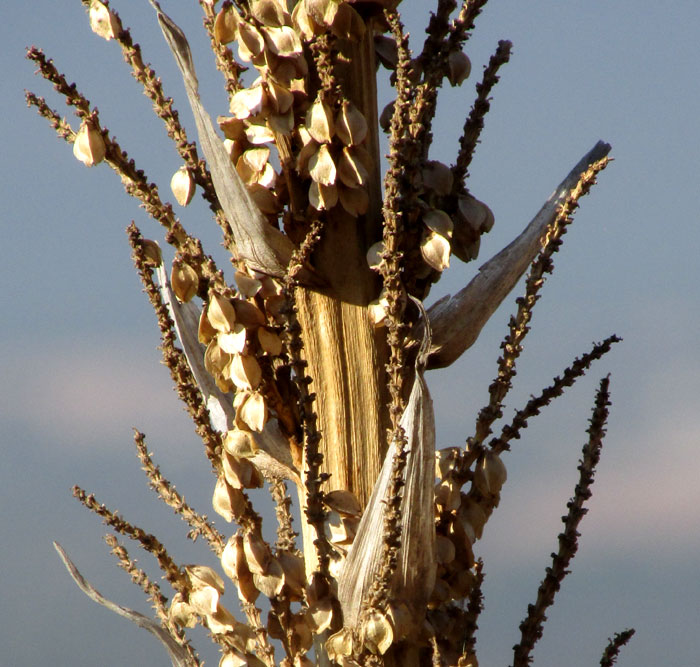 Great Desert Spoon, DASYLIRION ACROTRICHUM, stalk and fruit close-up