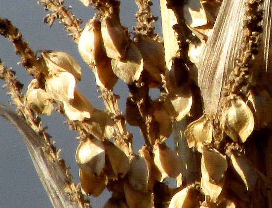 Great Desert Spoon, DASYLIRION ACROTRICHUM, capsular fruit close-up