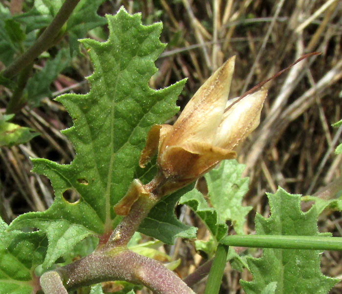 Morning-glory Bush, IPOMOEA STANS; open, mature capsule