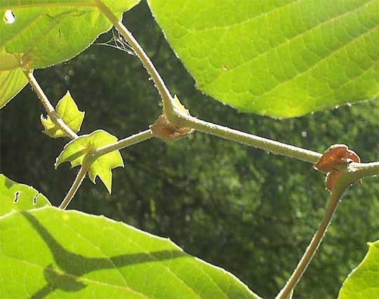 Sycamore stipules